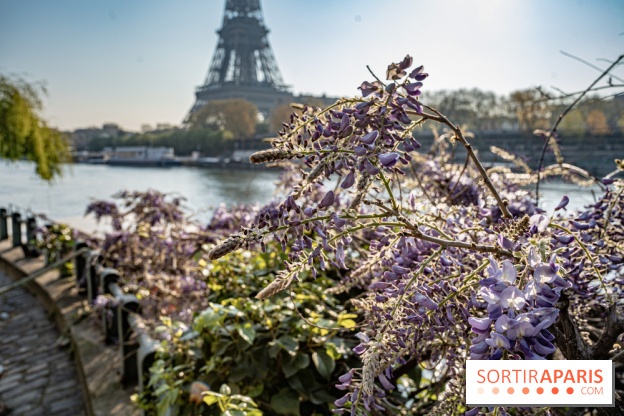 Visuel Paris glycine Tour Eiffel Seine