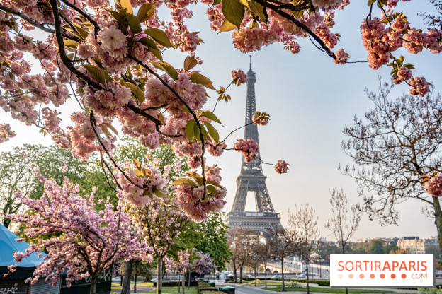 Visuel Paris Tour Eiffel cerisiers en fleurs