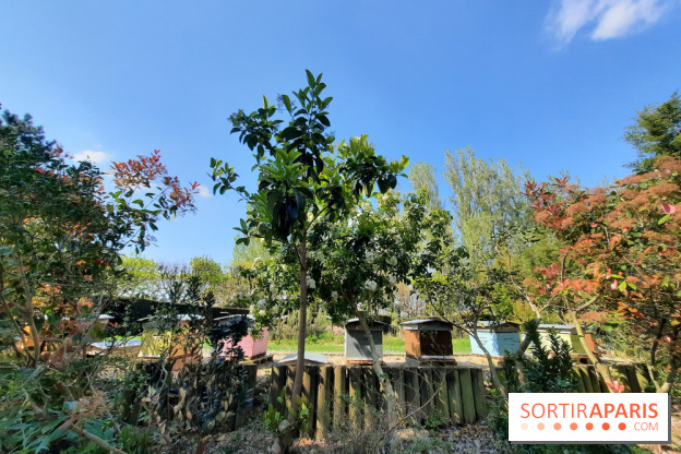 Visuel Paris - rucher