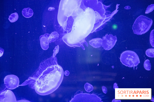 L'Aquarium de Paris ouvre son Médusarium