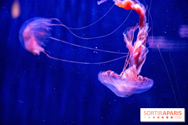 L'Aquarium de Paris ouvre son Médusarium