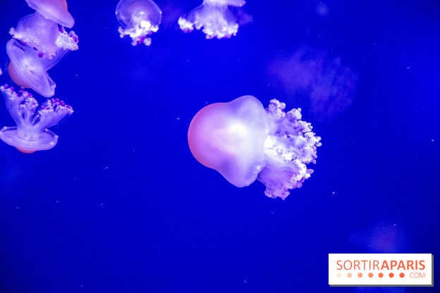 L'Aquarium de Paris ouvre son Médusarium