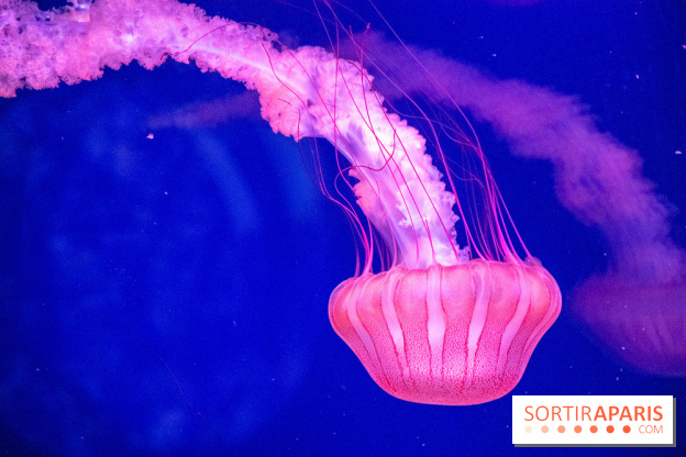 L'Aquarium de Paris ouvre son Médusarium