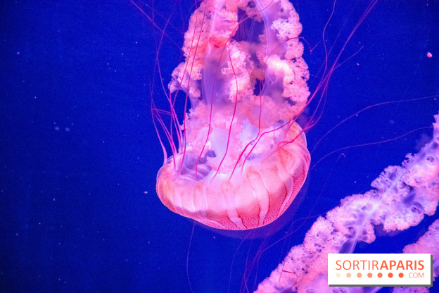 L'Aquarium de Paris ouvre son Médusarium