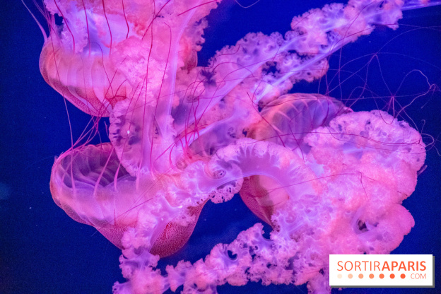 L'Aquarium de Paris ouvre son Médusarium