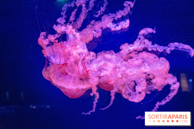 L'Aquarium de Paris ouvre son Médusarium
