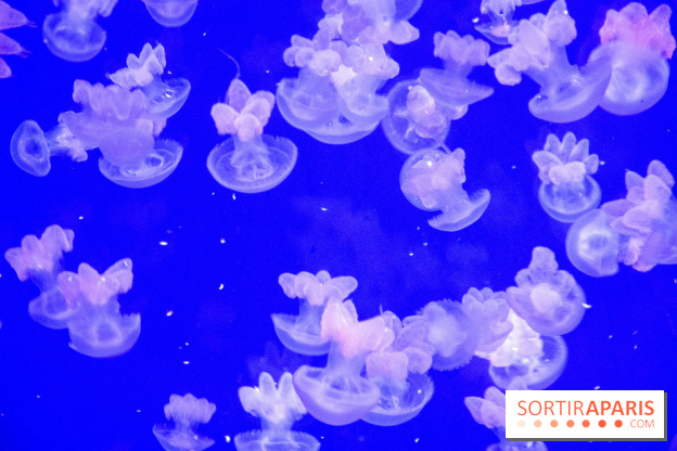 L'Aquarium de Paris ouvre son Médusarium