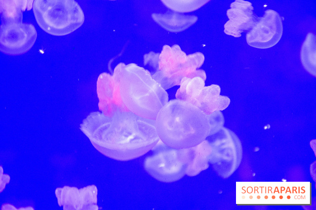 L'Aquarium de Paris ouvre son Médusarium