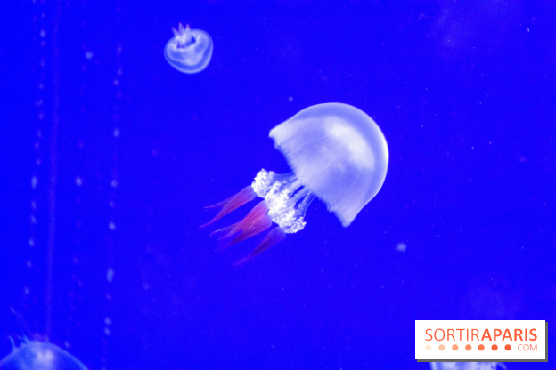 L'Aquarium de Paris ouvre son Médusarium