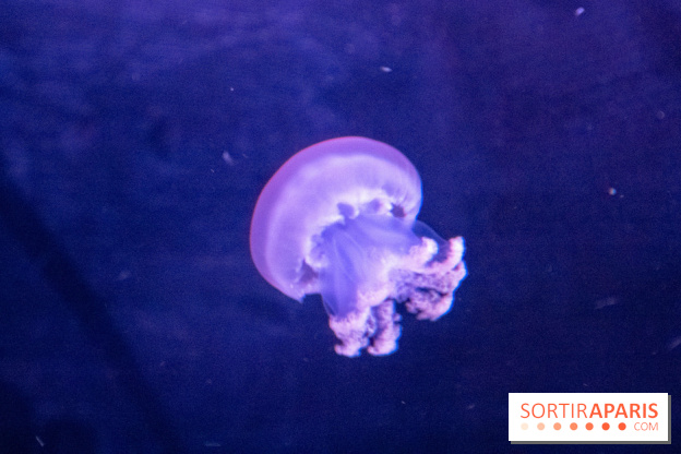 L'Aquarium de Paris ouvre son Médusarium
