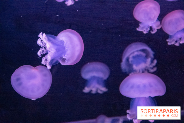 L'Aquarium de Paris ouvre son Médusarium