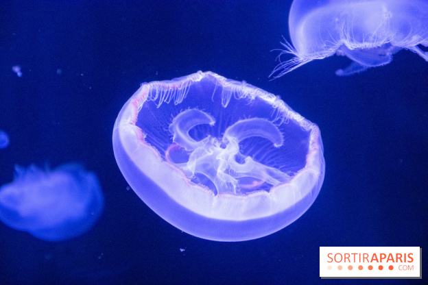 L'Aquarium de Paris ouvre son Médusarium