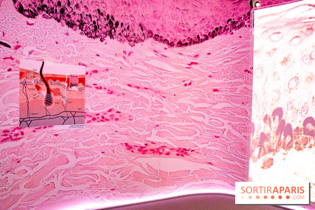 Dans ma peau au Musée de l'Homme : nos photos