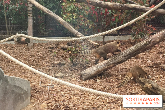 Parc Zoologique de Paris : les coatis roux