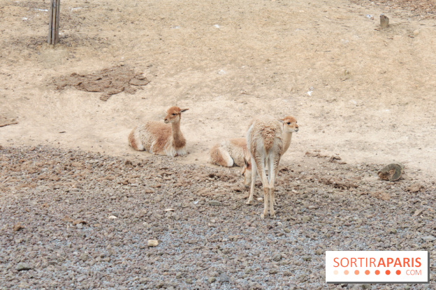 Parc Zoologique de Paris 2019