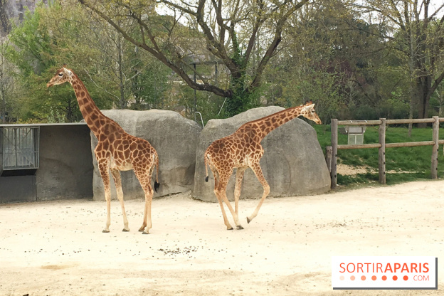 Parc Zoologique de Paris 2019