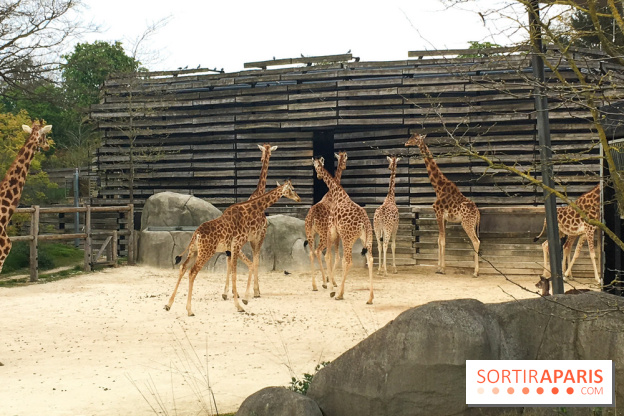 Parc Zoologique de Paris 2019