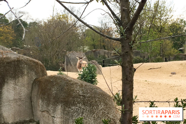 Parc Zoologique de Paris 2019