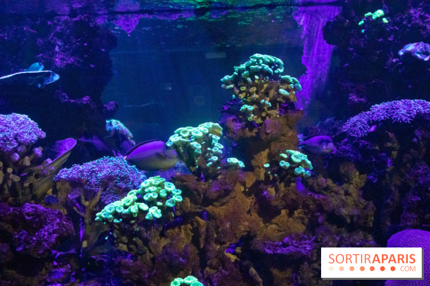 Les petits déjeuners avec les manchots de l'aquarium Sea Life