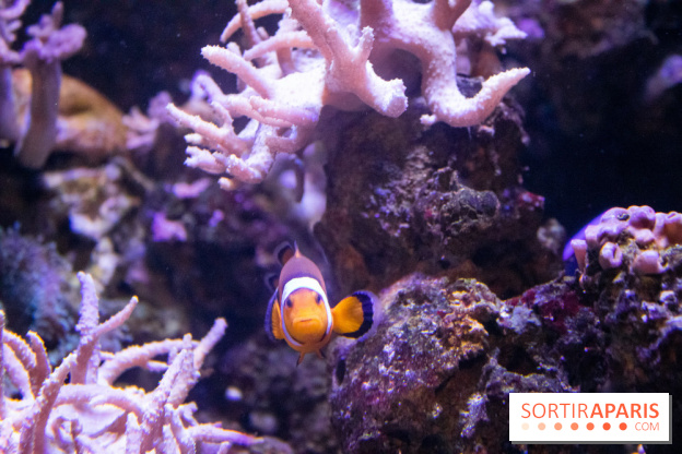 Les petits déjeuners avec les manchots de l'aquarium Sea Life