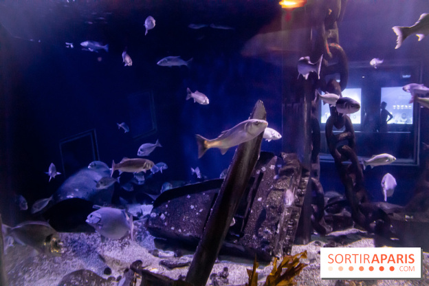 Les petits déjeuners avec les manchots de l'aquarium Sea Life