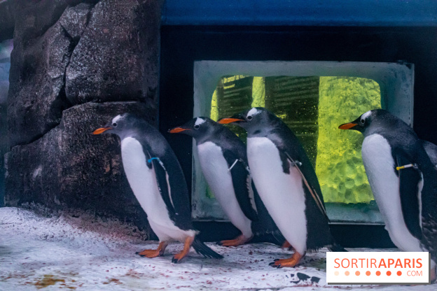 Les petits déjeuners avec les manchots de l'aquarium Sea Life