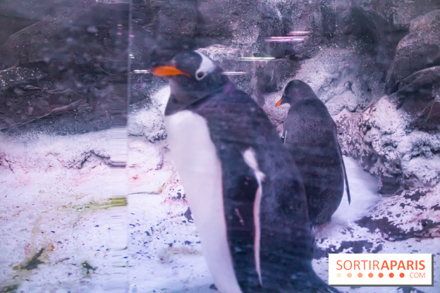 Les petits déjeuners avec les manchots de l'aquarium Sea Life
