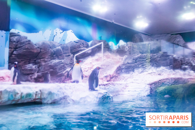 Les petits déjeuners avec les manchots de l'aquarium Sea Life