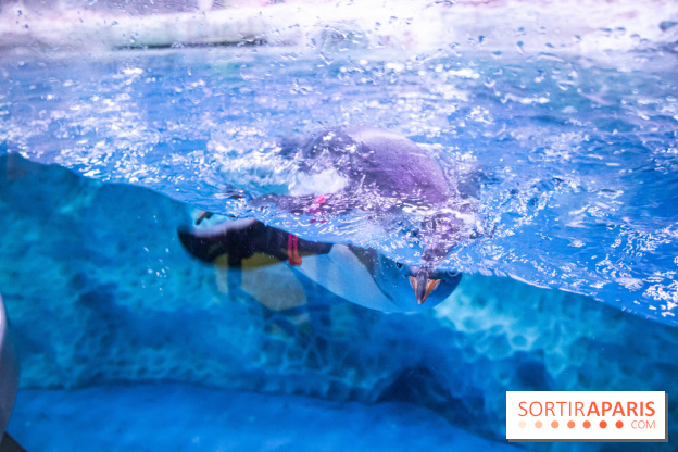 Les petits déjeuners avec les manchots de l'aquarium Sea Life
