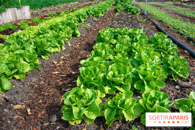 Le Château de Chambord fête ses 500 ans : le programme des festivités