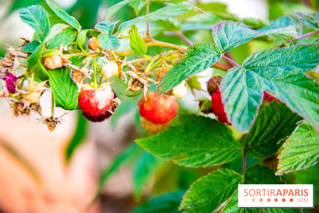 Le Château de Chambord fête ses 500 ans : le programme des festivités