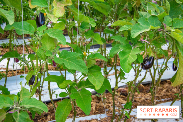 Le Château de Chambord fête ses 500 ans : le programme des festivités
