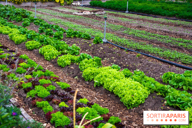 Le Château de Chambord fête ses 500 ans : le programme des festivités