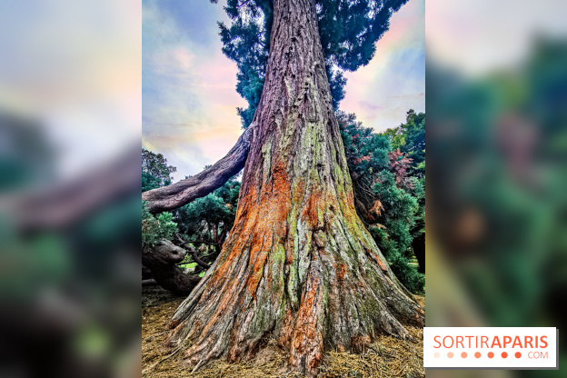 Le parcours des Arbres Admirables dans le domaine du château de Versailles