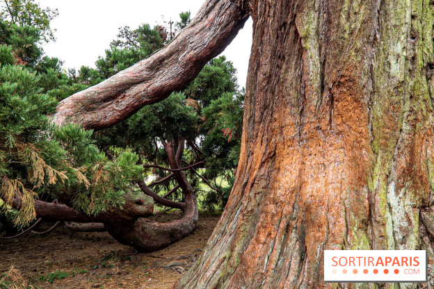 Le parcours des Arbres Admirables dans le domaine du château de Versailles