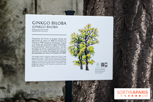 Le parcours des Arbres Admirables dans le domaine du château de Versailles