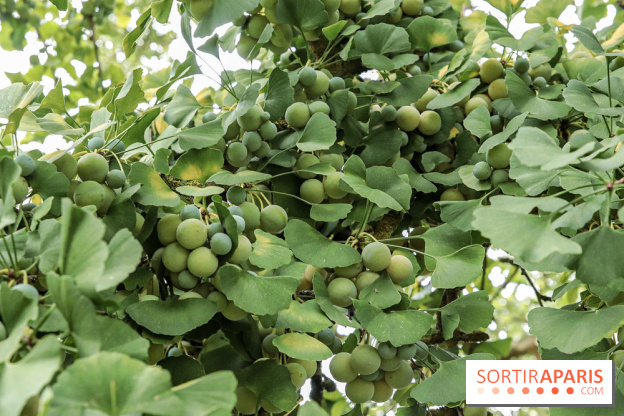Le parcours des Arbres Admirables dans le domaine du château de Versailles