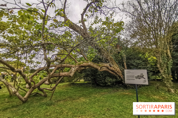 Le parcours des Arbres Admirables dans le domaine du château de Versailles