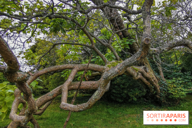 Le parcours des Arbres Admirables dans le domaine du château de Versailles