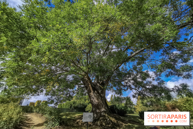 Le parcours des Arbres Admirables dans le domaine du château de Versailles