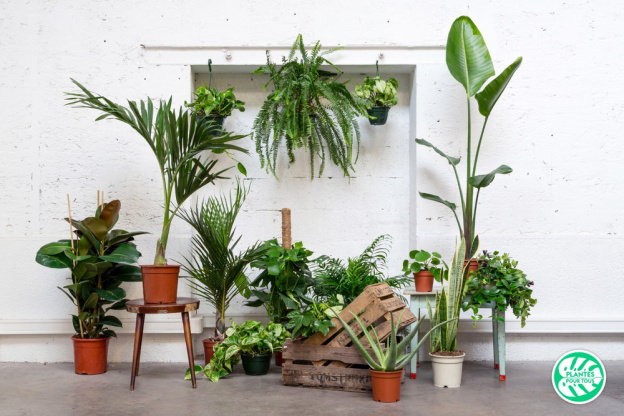Plantes pour tous : une vente en ligne pour verdir la maison