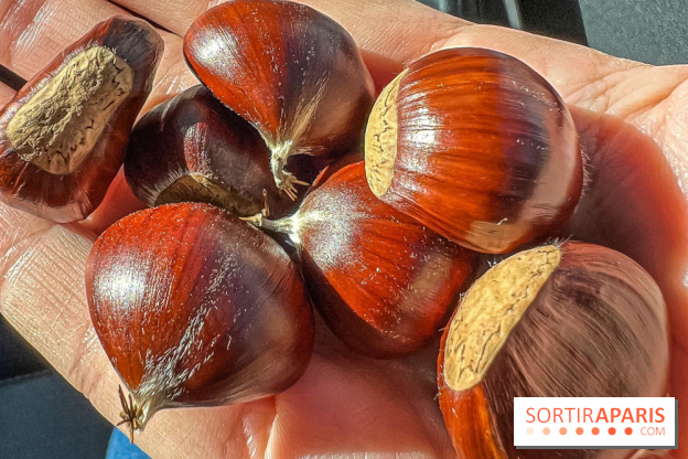Fruit d'automne : marron ou châtaigne, comment reconnaître les fruits comestibles en forêt