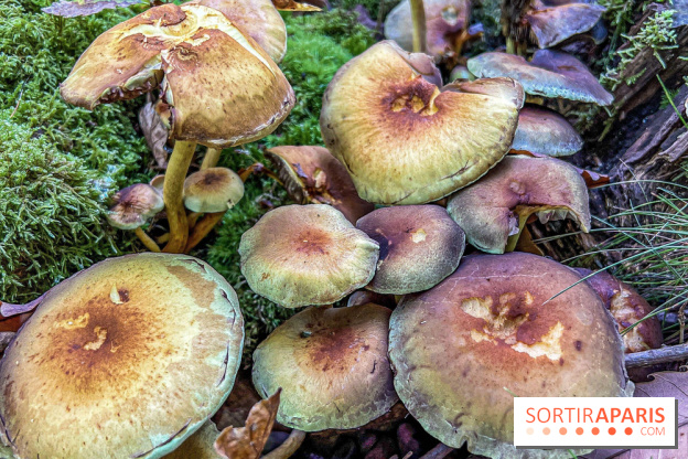 Cueillette des champignons : comment être sûr que notre récolte est comestible ?