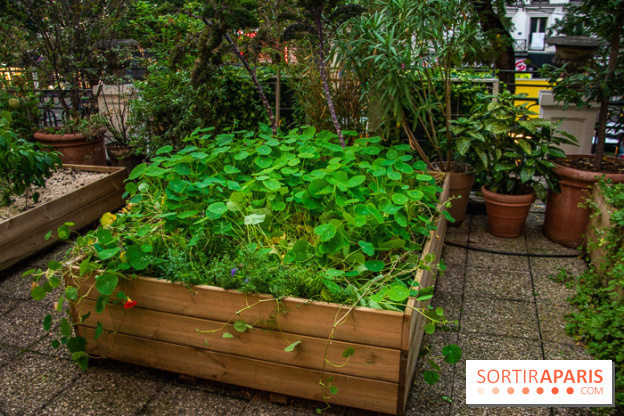 L'Hôtel des Grands Boulevards inaugure son potager suspendu