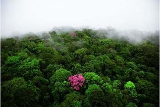 expo paris yann arthus bertrand