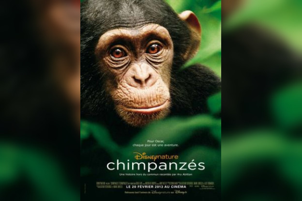 Chimpanzés