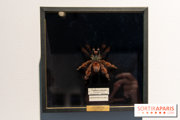 Araignées, Lucioles et Papillons au Musée en Herbe : nos photos