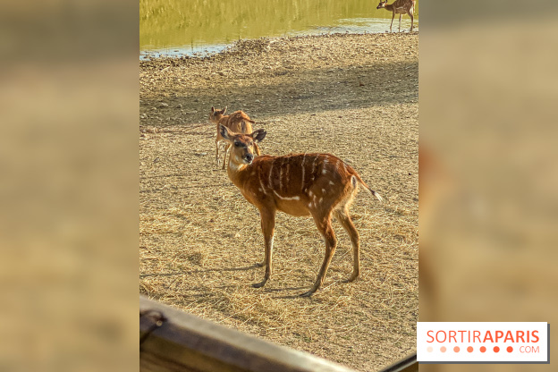 Photos du Dîner Safari du Zoo de Thoiry