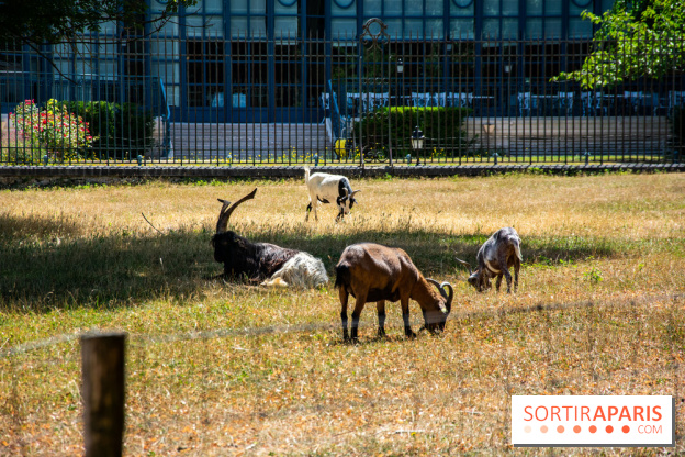 Le Waldorf Astoria Trianon Palace, un écrin royal au cœur du parc de Versailles