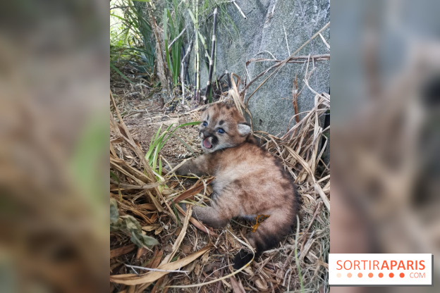 Naissances au Parc Zoologique de Paris